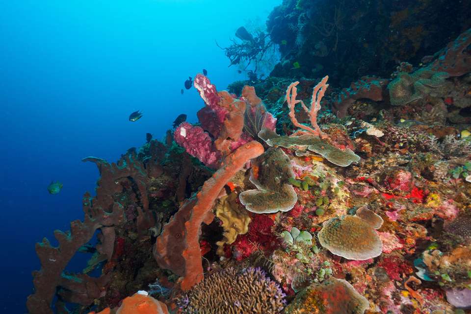 Timor-Leste Expedition - Intrepid Travel - Indonesia - Image 2