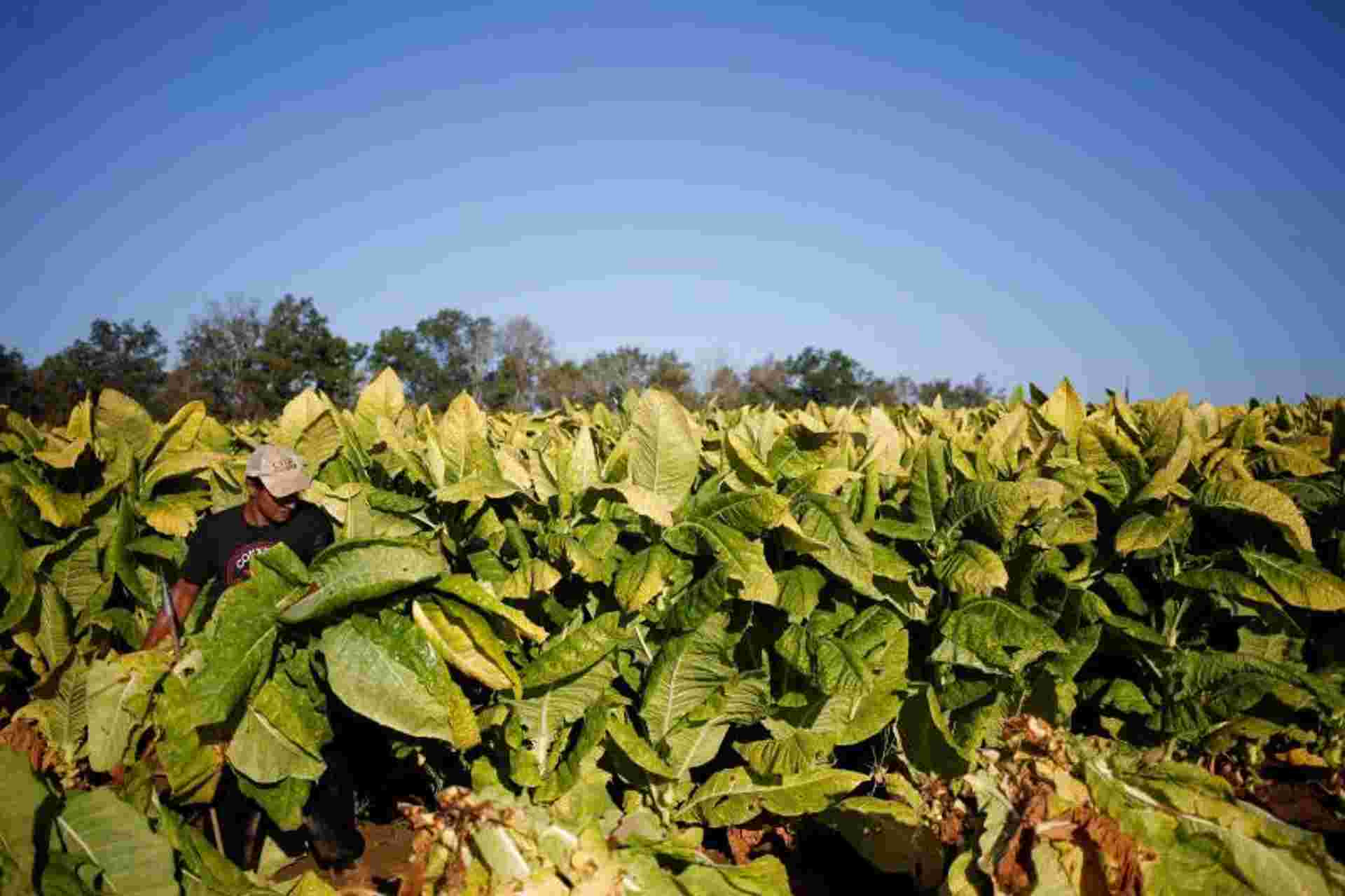 Tobacco Route from Salta