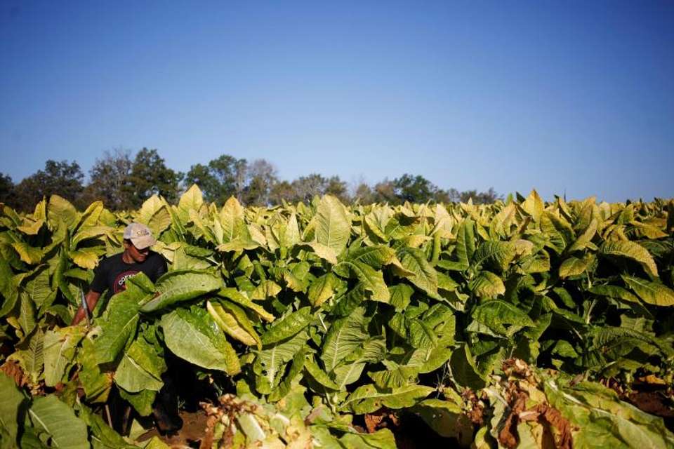 Tobacco Route from Salta - Tangol Tours - Argentina - Image 1