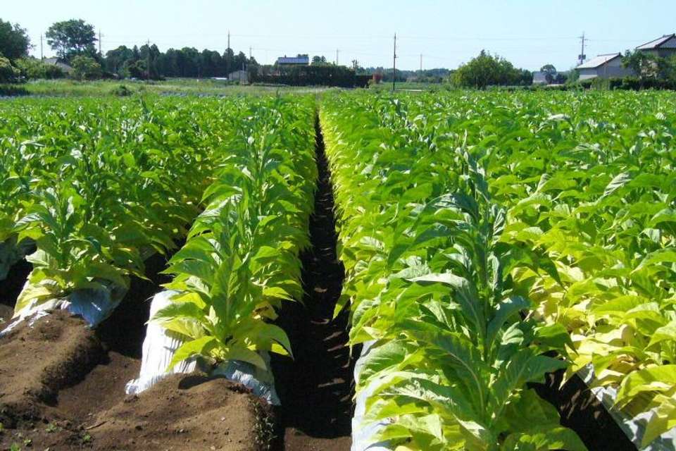 Tobacco Route from Salta - Tangol Tours - Argentina - Image 4