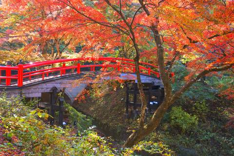 Asia Budget Tours: Tokyo, Kyoto And Alps Go