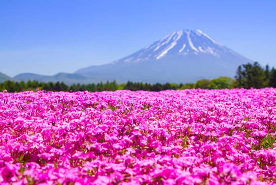 Tokyo, Takayama & Osaka - 11 days - On The Go Tours - Japan - Image 2