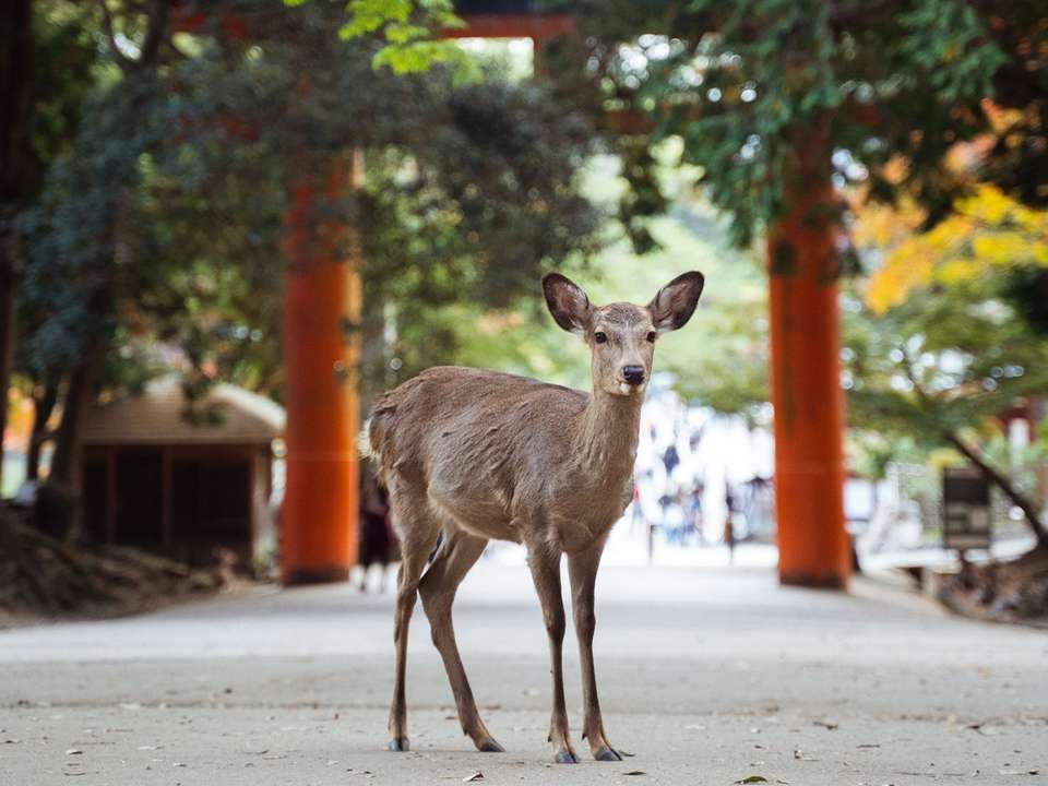 Tokyo to Kyoto - 10 days - On The Go Tours - Japan - Image 6
