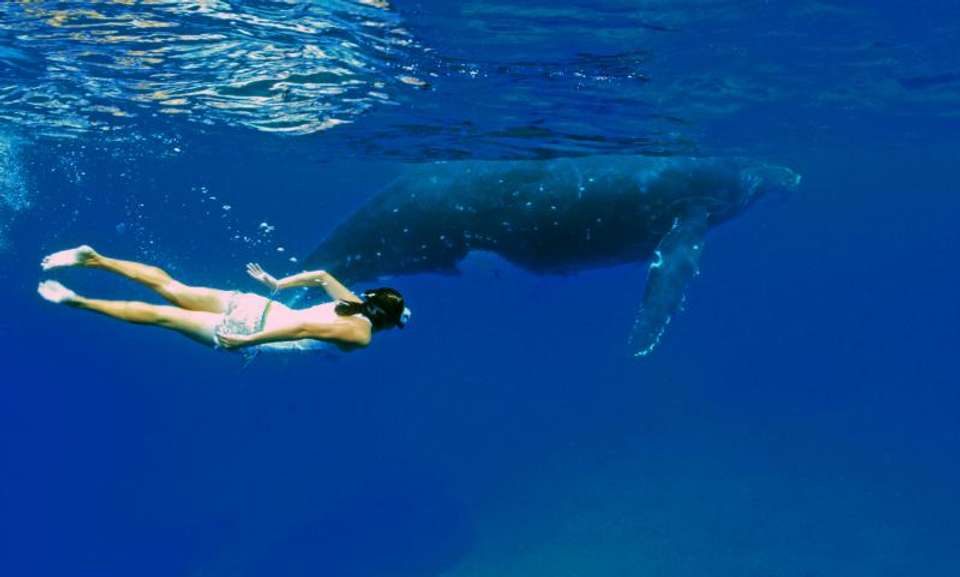 Tonga Whale Encounters - Encounters Travel - Tonga - Image 8