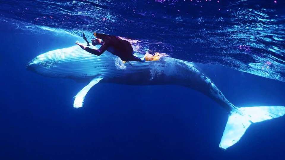 Tonga Whale Encounters - Encounters Travel - Tonga - Image 12