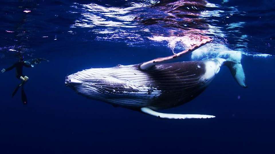 Tonga Whale Encounters - Encounters Travel - Tonga - Image 3