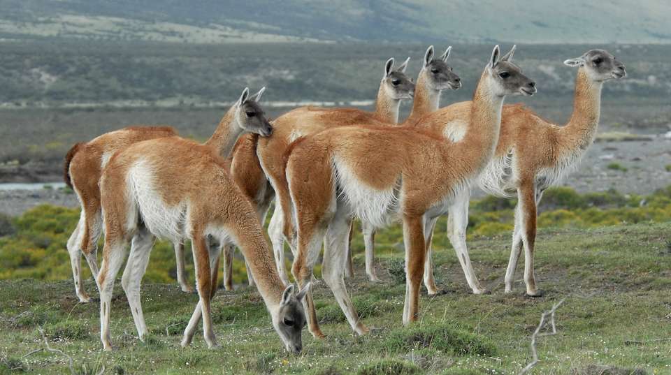 Torres del Paine W-Hike 7 Days - undefined - Image 3