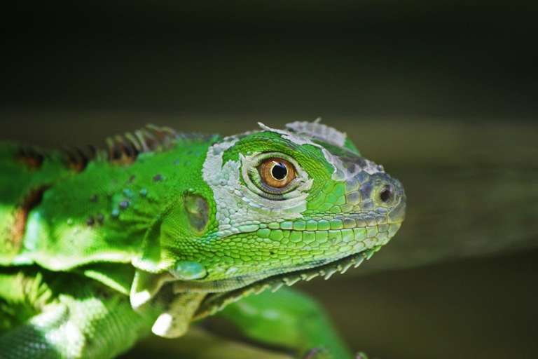 San Jose Getaways and short breaks Tour: Tortuguero Jungle Expedition, Short Break (on Request)