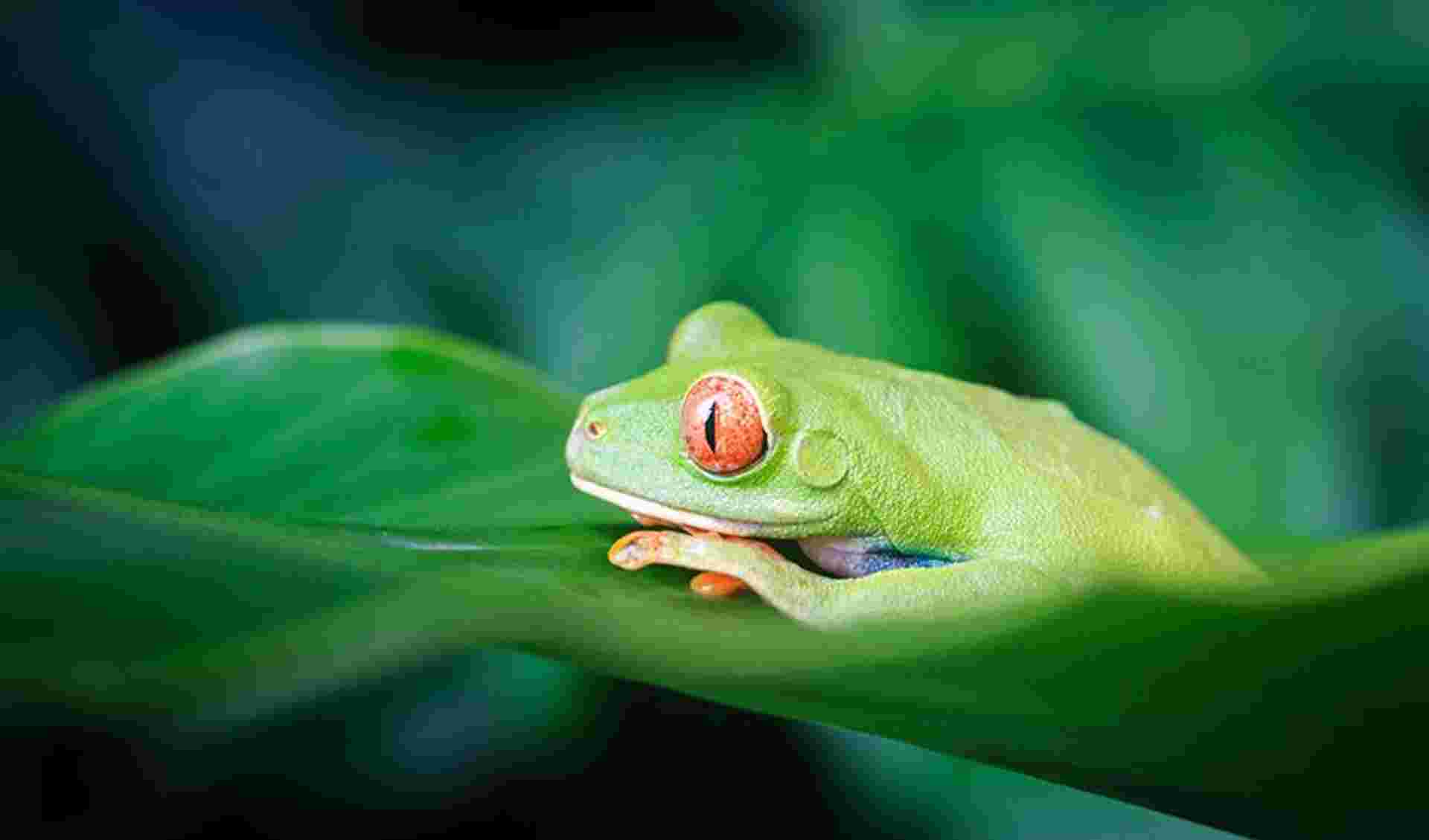 Tortuguero National Park Adventure 2D/1N