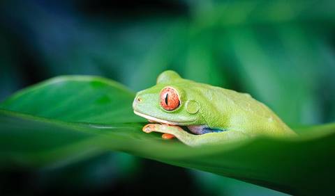 San Jose Wildlife Safaris And Game Drives Tour: Tortuguero National Park Adventure 2d/1n