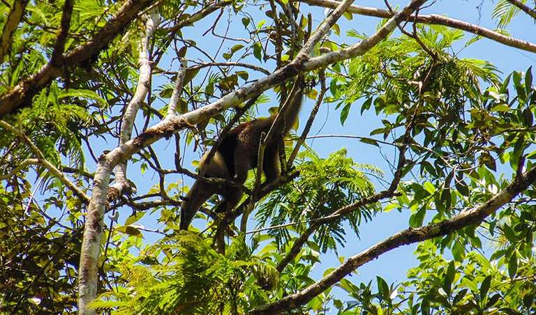 Tortuguero National Park Adventure 3D/2N - 3 days
