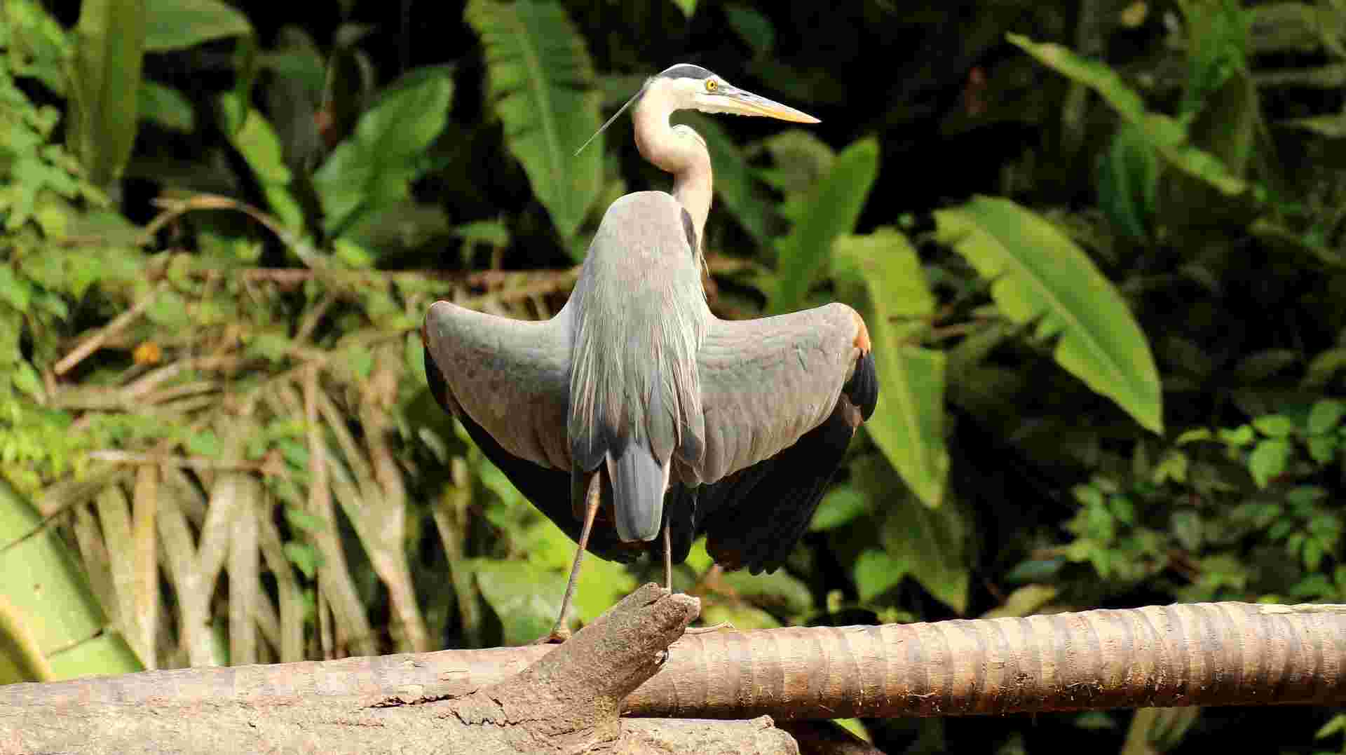 Tortuguero National Park Adventure