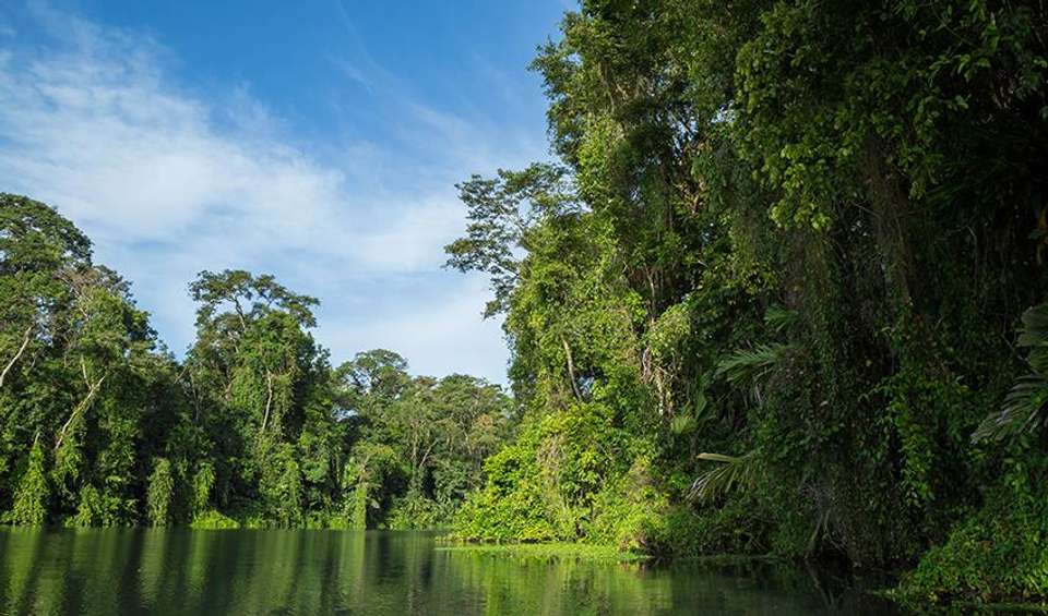 Tortuguero National Park Adventure 4D/3N - Bamba - Costa Rica - Image 3