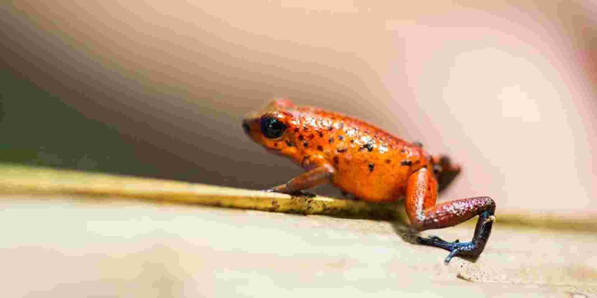 Tortuguero National Park Tour – 4-Day Independent Adventure