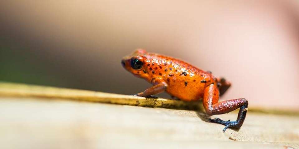 Tortuguero National Park Tour – 4-Day Independent Adventure - G Adventures - Costa Rica - Image 1
