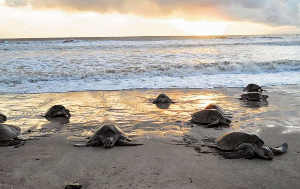 Tortuguero Trails & Pacuare Rapids 4D/3N - Bamba - Costa Rica - Image 4