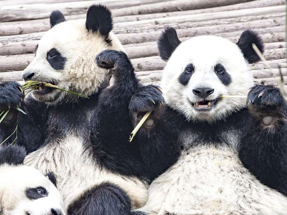 Totally China & Pandas - 11 days - On The Go Tours - China - Image 10