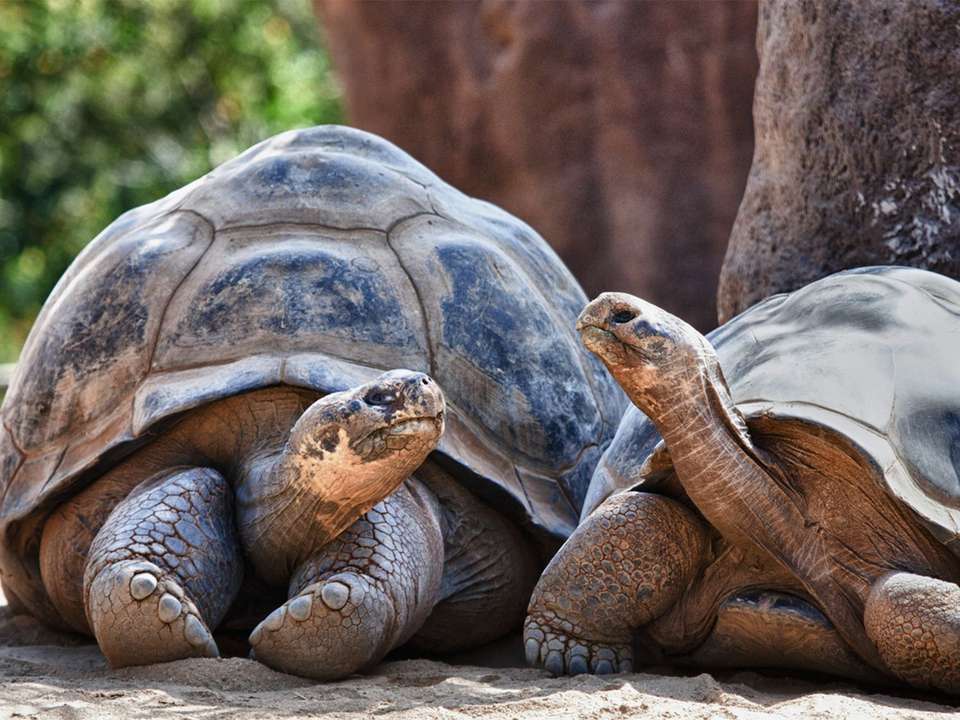 Totally Ecuador & Galapagos - 12 days - On The Go Tours - Ecuador - Image 9