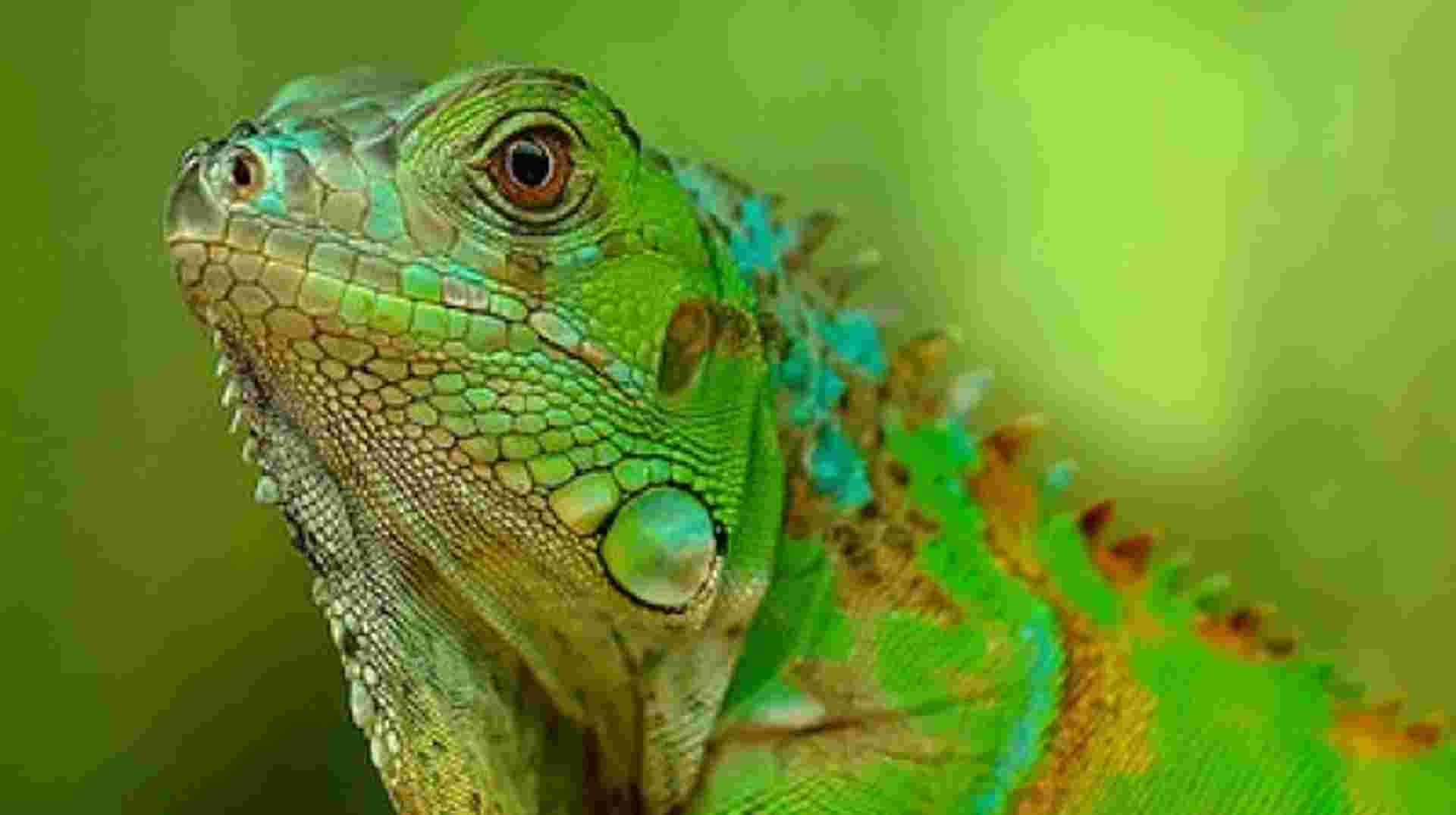 Tour Costa Rica Fly & Drive