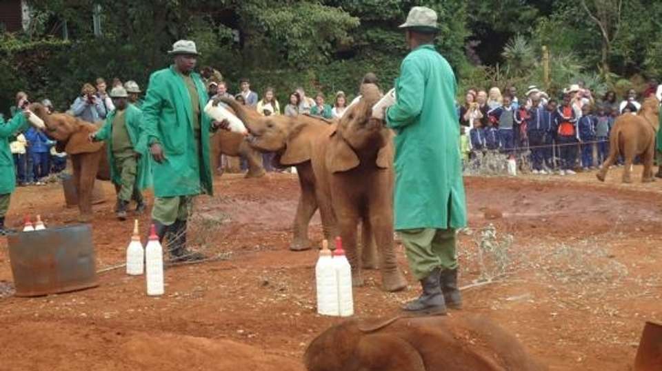 Tour Giraffe Center & Elephant Orphanage From Nairobi - Gracepatt Ecotours Kenya - Kenya - Image 2
