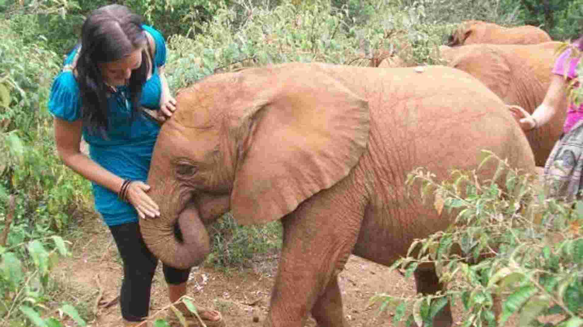 Tour Giraffe Center & Elephant Orphanage From Nairobi