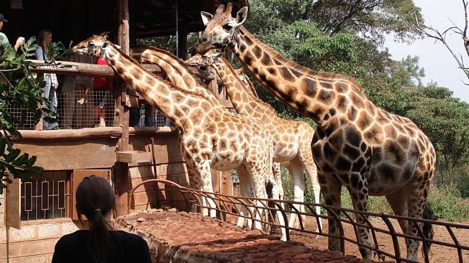 Tour Giraffe Center & Elephant Orphanage From Nairobi - Gracepatt Ecotours Kenya - Kenya - Image 4