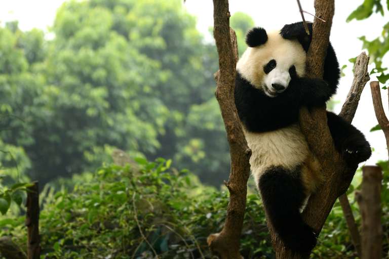 Traditional China and Chengdu