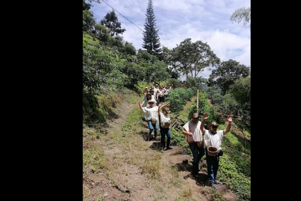 Traditional Coffee Tour - Tangol Tours - Colombia - Image 3