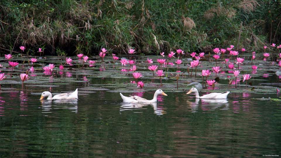 Trang An & Ninh Binh Day Tour - undefined - Image 5