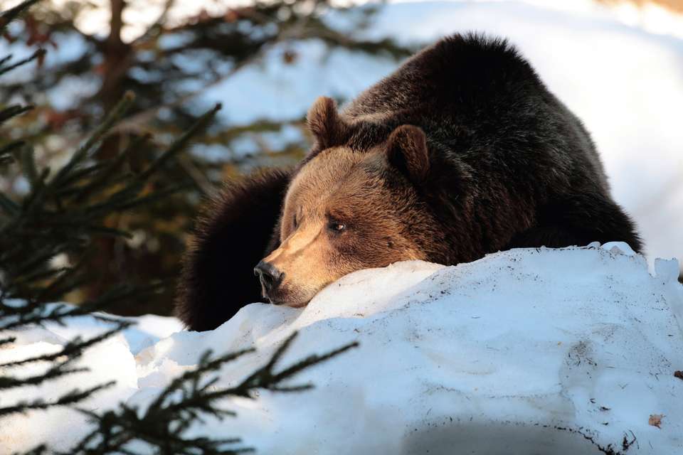 Transylvania Winter Walk & Snowshoe - Exodus Adventure Travels - Romania - Image 21
