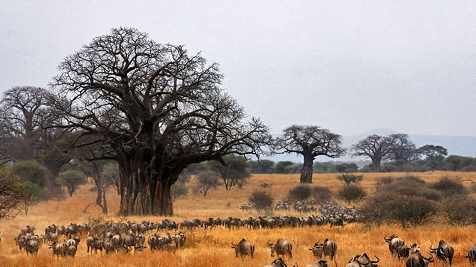 Travel and Leisure - 5 days - Hope Adventures Safaris - Tanzania - Image 2