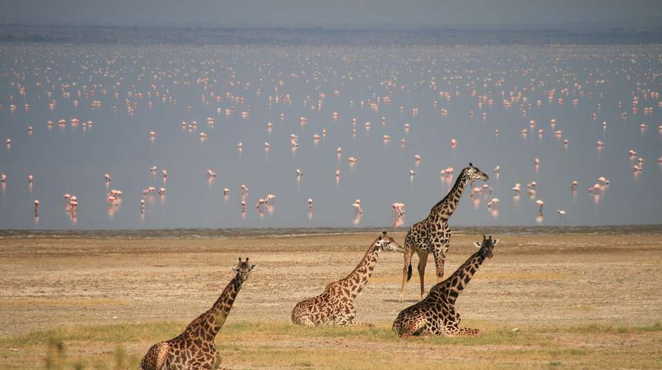 Travel and Leisure - 5 days - Hope Adventures Safaris - Tanzania - Image 1