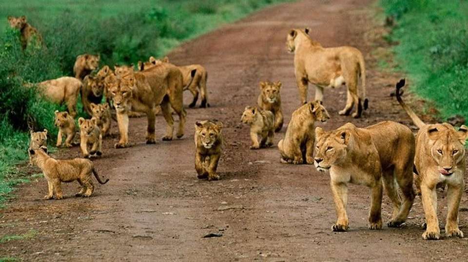 Travel and Leisure - 5 days - Hope Adventures Safaris - Tanzania - Image 3