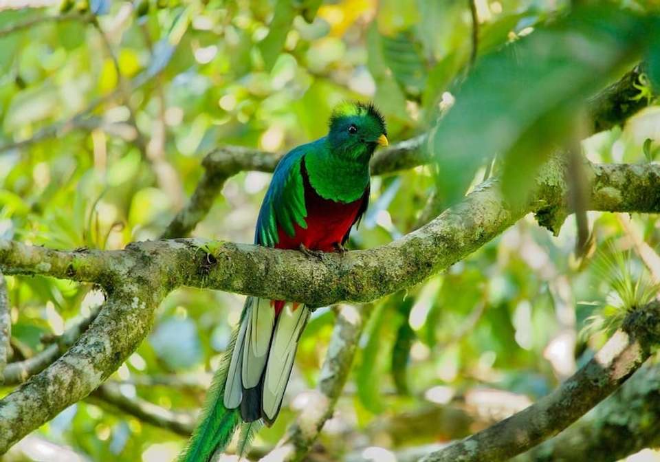 Treasures of Costa Rica and Panama - Indus Travels - Costa Rica - Image 2