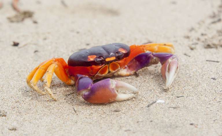 Treasures Of Costa Rica, Private Tour trip - alternative tour available