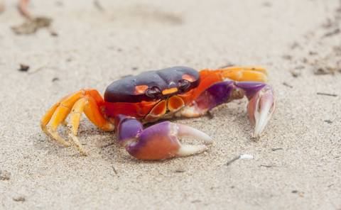 Treasures Of Costa Rica, Private Tour - 8 Days