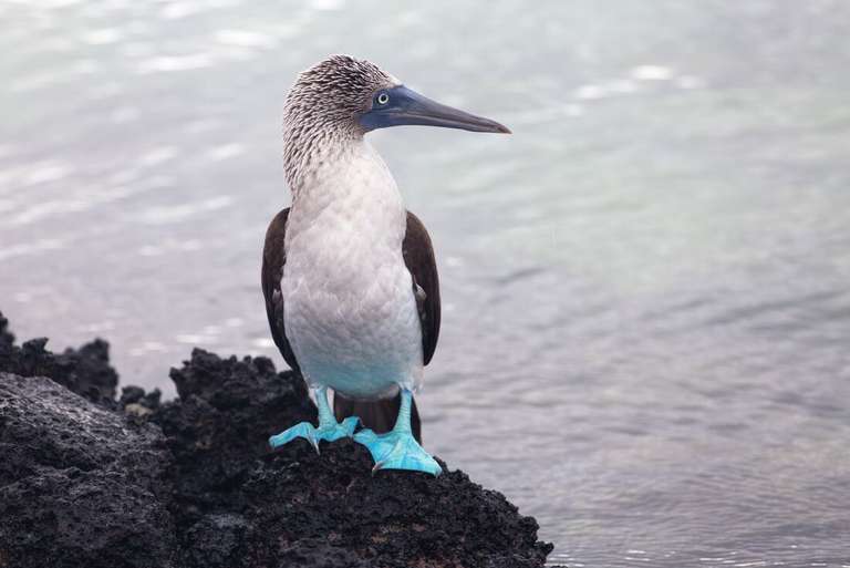 Treasures of Galapagos: Western & Central Islands (Grand Queen Beatriz) trip - alternative tour available