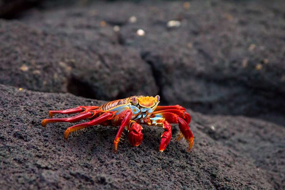Treasures of Galapagos: Western & Central Islands (Grand Queen Beatriz) - Intrepid Travel - Ecuador - Image 2