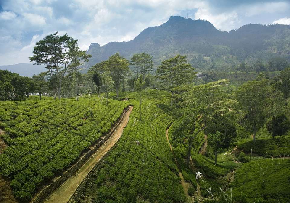 Treasures of Sri Lanka - Indus Travels - Sri Lanka - Image 5