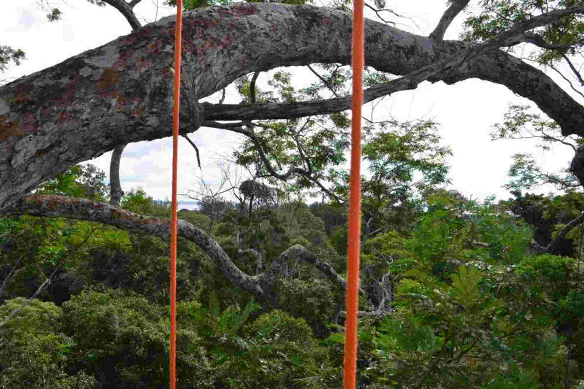 Tree Climbing In Amazon