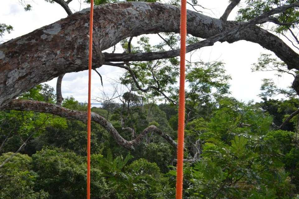 Tree Climbing In Amazon - Tangol Tours - Brazil - Image 1