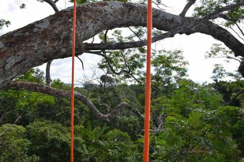 Manaus Explorer Tour: Tree Climbing In Amazon