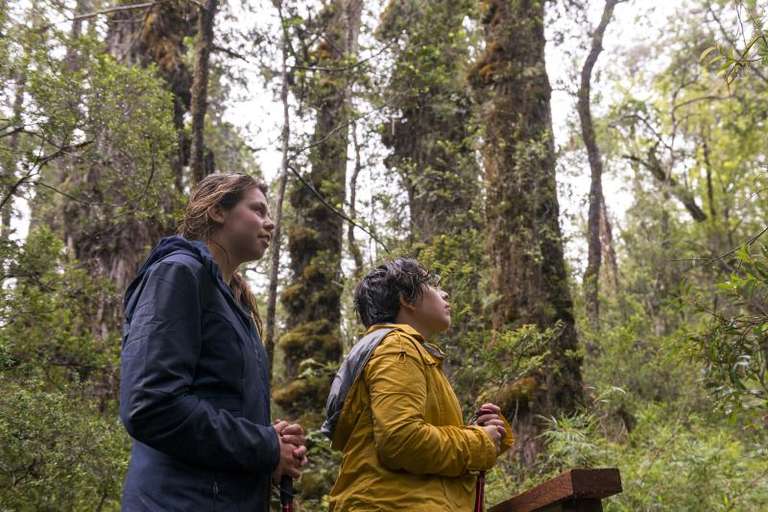 Trek to National Park Alerce Costero in Valdivia trip - alternative tour available