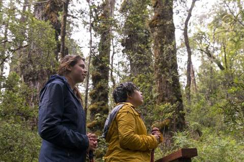 Trek To National Park Alerce Costero In Valdivia - November 2025
