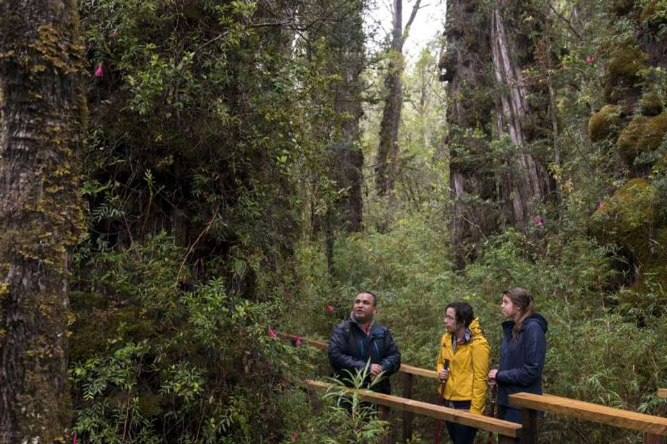 Trek to National Park Alerce Costero in Valdivia - Tangol Tours - Chile - Image 2
