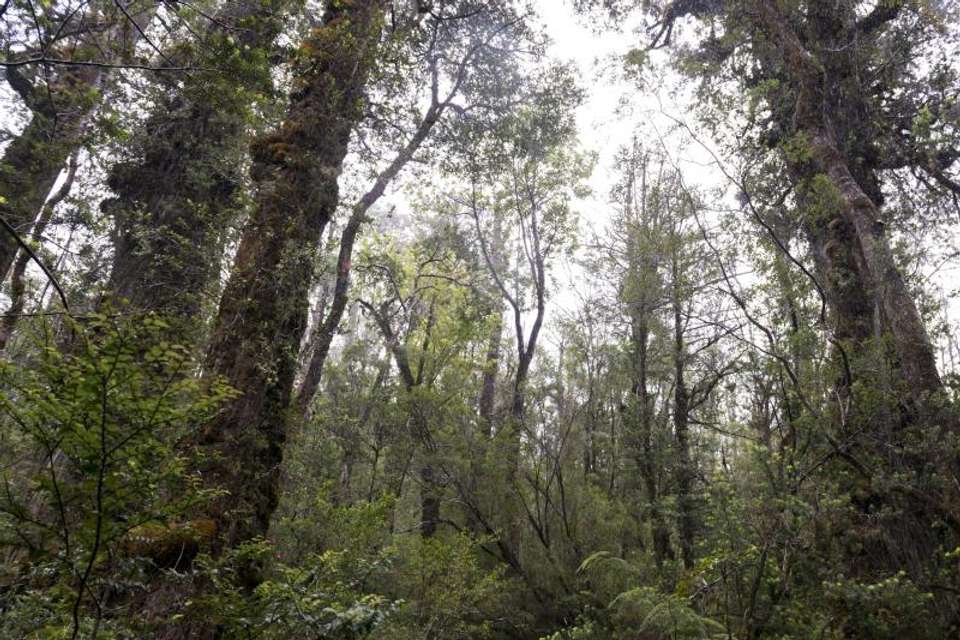 Trek to National Park Alerce Costero in Valdivia - Tangol Tours - Chile - Image 3