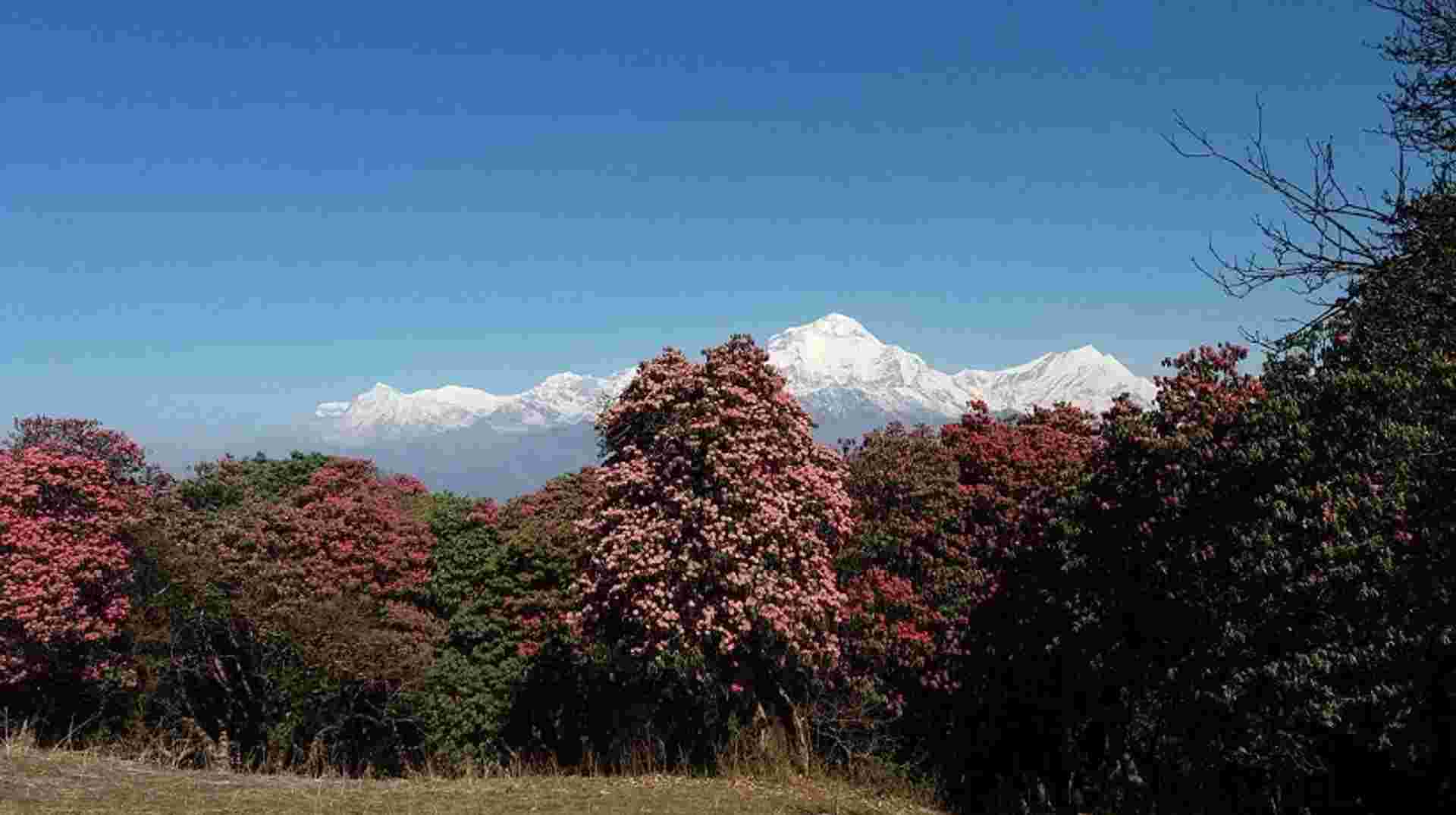Trek to Siklis: 11 Days