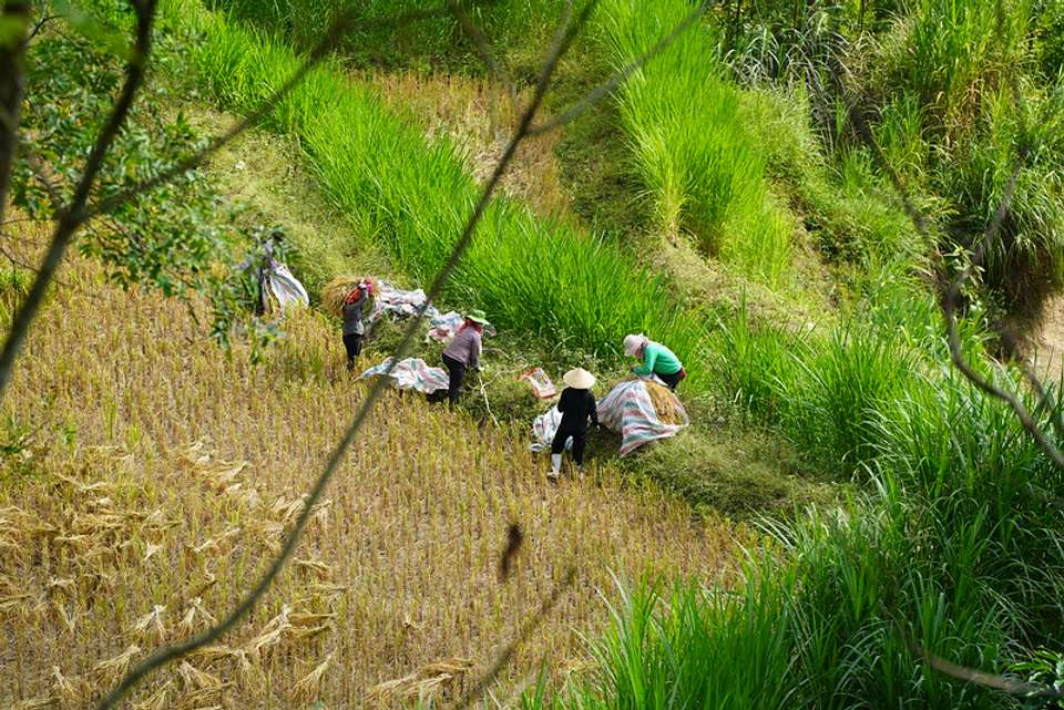 Hoang Su Phi Terraced Fields Trekking 4 Days 3 Nights - Mr Linh's Adventures - Vietnam - Image 9