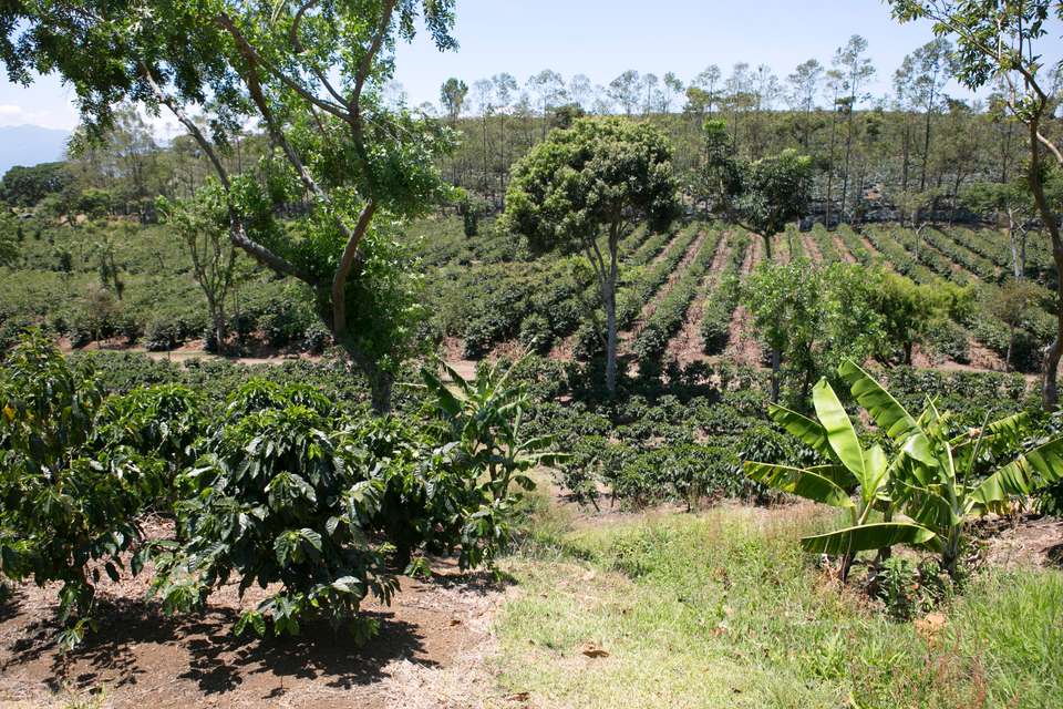 Tropical Costa Rica  - Collette Tours - Costa Rica - Image 2