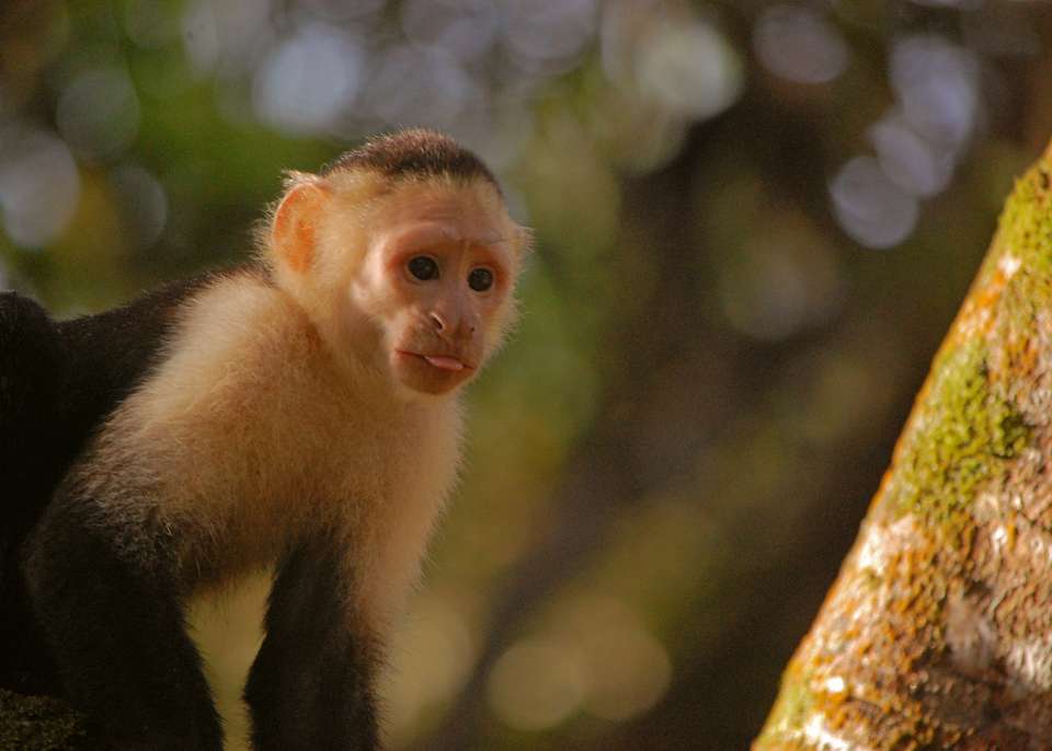 Tropical Costa Rica  - Collette Tours - Costa Rica - Image 5
